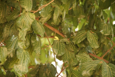 Morus mesozygia (African Mulberry)
